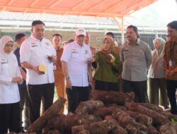 Pemerintah Harus Bantu Fasilitasi Budidaya Talas Beneng untuk Cegah Krisis Pangan