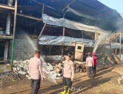 Sigap Kapolsek Sukahaji Cek Lokasi Kejadian dan Bantu Padamkan Kebakaran Kandang Ayam di Desa Sindang