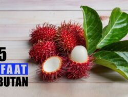 Dahsyat, Ini Lima Manfaat Makan Buah Rambutan Bagi Kesehatan