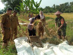 Dukung Ketahanan Pangan, Sinergitas TNI-Polri dan Muspika di Panyingkiran Gelar Panen Ubinan