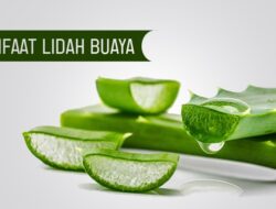 Tak Disangka, Ini Lima Manfaat Lidah Buaya Bagi Kesehatan