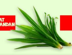 Wajib Tahu, Ini Lima Manfaat Daun Pandan Bagi Kesehatan