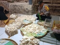 Polisi di Majalengka Kunjungi Pengusaha Jamur Tiram dan Bantu Mengemas Jamur