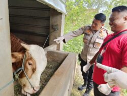 Antisipasi Virus PMK Jelang Hari Raya Idul Adha, Kapolsek Sukahaji Bersama Dinas Kesehatan Sidak Peternakan Hewan Sapi