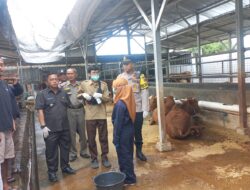 Jelang Hari Raya Idul Adha, Kapolsek Panyingkiran Keliling Cek Hewan Kurban di Wilayah Panyingkiran