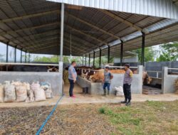 Jelang Hari Raya Idul Adha, Personil Polsek Cikijing Blusukan Cek Hewan Kurban Ke Rumah Potong Hewan.