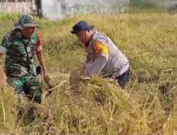 Sinergitas TNI-Polri, Bhabinkamtibmas dan Babinsa Bantu Warga Memanen Padi