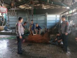“Blusukan” Menjelang Idul Adha, Personil Polsek Cikijing Kembali Datangi Rumah Potong Hewan.