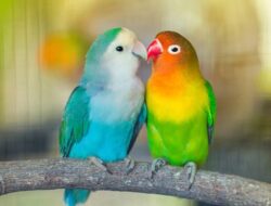 Studi: Lihat-Dengar Kicauan Burung Bermanfaat Bagi Kesehatan Mental