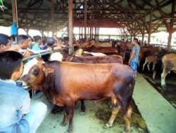 KPKP Jamin Hewan Kurban di DKI Jakarta Bebas PMK Hingga LSD