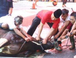 Jamin Hewan Sehat, Kementan Turunkan Tim Pemantauan Kurban