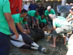 Peringati Idul Adha, Polda Gorontalo Kurban 75 Ekor Sapi dan Kambing