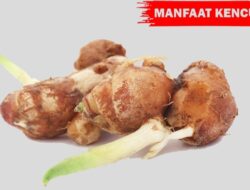 5 Manfaat Kencur Bagi Kesehatan, Bisa Cegah Kanker Hingga Jaga Imunitas