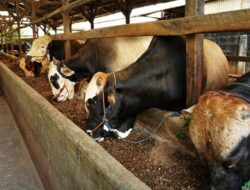 Ditemukan Penyakit LSD, Pemerintah Stop Sementara Impor Sapi dari Australia