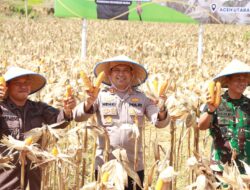 Kapolres Lhokseumawe Bersama Pangdam IM Panen Jagung Perdana di Sawang