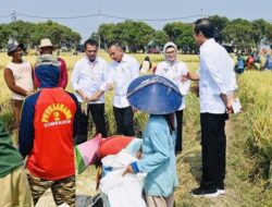 Panen Raya di Indramayu, Presiden Pastikan Produksi Padi Baik