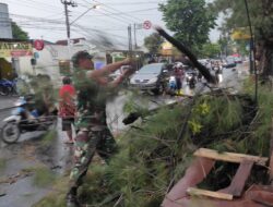 Tanggap Darurat, Piket Koramil 03 Serengan Bantu Evakuasi Pohon Tumbang
