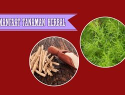5 Tanaman Herbal Dipercaya Bisa Bikin Panjang Umur