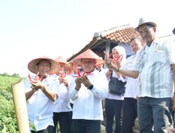 Jamin Ketersediaan Kebutuhan Pokok Menjelang NATARU, Sekda Majalengka Monitoring Pasar dan Panen Cabe
