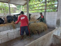 Peternak Sapi Jadi Sasaran Komsosnya Babinsa Andong