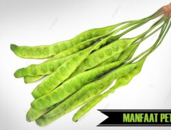 Jarang Orang Tahu, Ini Lima Manfaat Makan Petai