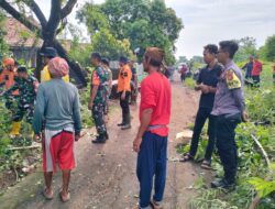 Kapolsek Jatitujuh Pimpin Evakuasi Pohon Tumbang Bersama Personel, Koramil, dan BPBD