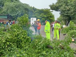 Gerak Cepat, Evakuasi Pohon Tumbang di Jalur Kadipaten – Kertajati