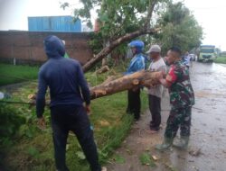 Gerak Cepat, Babinsa Bantu Evakuasi Pohon Tumbang di Ruas Jalan Sumberlawang – Gabugan