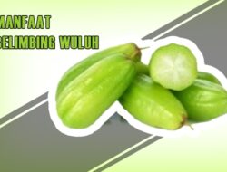 Dahsyat, Ini Lima Manfaat Makan Belimbing Wuluh Bagi Kesehatan