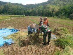 Bentuk Dukungan Babinsa Tingkatkan Ketahanan Pangan Wilayah