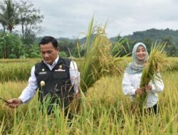 Panen Raya Padi di Majalengka Tekan Angka Inflasi