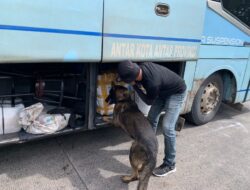 6 Anjing K9 Bantu Lacak Peredaran Narkoba di Pelabuhan Bakauheni, Ini Hasilnya