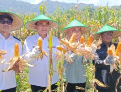 Pj Bupati Majalengka Panen Jagung di Kecamatan Bantarujeg
