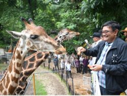 Berhasil Kembang Biakkan Komodo, Kebun Binatang Surabaya Jadi Kebanggaan Warga Jatim