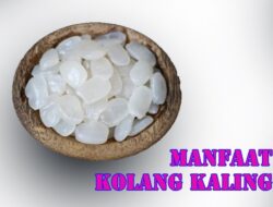Sering Diolah Jadi Takjil, Ini Lima Manfaat Kolang Kaling Bagi Kesehatan