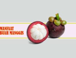 Dahsyat, Ini Lima Manfaat Konsumsi Buah Manggis