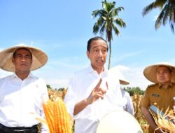 Presiden Joko Widodo Meninjau Panen Raya Jagung di Kabupaten Boalemo