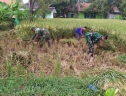 Turun ke Sawah, Babinsa Koramil 1713/Ligung Bantu Petani Panen Padi
