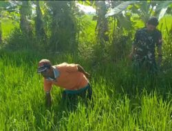 Dukung Hanpangan Babinsa Bantu Bersihkan Gulma Milik Petani