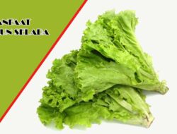 Biasa Jadi Lalapan, Ini Lima Manfaat Selada Bagi Kesehatan