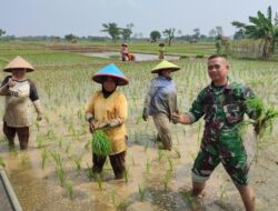 Berperan Aktif, Babinsa Koramil 1712/Jatiwangi Dampingi Petani Tanam Padi