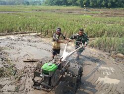 Percepatan Masa Tanam, Babinsa Koramil 1710/Leuwimunding Dampingi Petani Bantu Pengolahan Sawah