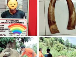 Tim Resmob Sat Reskrim Polres Lhokseumawe Polda Aceh Berhasil Tangkap Tersangka Pembunuhan Gajah