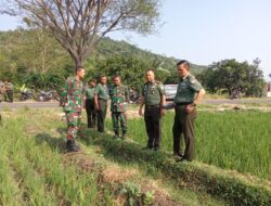 Dandim Majalengka Tinjau Langsung Sawah Yang Mengalami Kekeringan