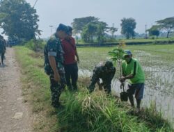 Jaga Kelestarian Alam, Koramil 1712/Jatiwangi Lakukan Gerakan Penanaman Pohon