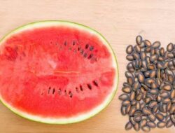 Jangan Dibuang, Lima Biji Buah-buahan Ini Bermanfaat Bagi Kesehatan