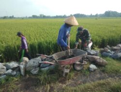 Babinsa Gotong Royong Bangun Talud Jalan Sawah, Wujud Sinergi Antara Aparat dan Masyarakat