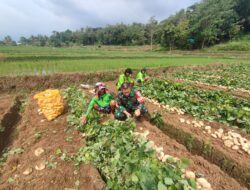 Kedekatan Babinsa Dengan Warga, Laksanakan Panen Bengkoang