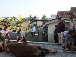 Kapolres Majalengka Pimpin Pemotongan Hewan Qurban Pada Hari Raya Idul Adha 1445 H