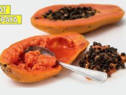 Jangan Dibuang, Ini Lima Manfaat Konsumsi Biji Pepaya Bagi Kesehatan